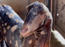 В зоопарк Ростова из сафари-парка привезли редких коз Камори с длинными ушами