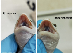 Ветеринар из Ростова спасла ящерицу эублефара от нескольких заболеваний