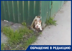 «Никто никого не сожрал»: хозяйка напавшего на детей в Ростове пса не контролирует вторую собаку