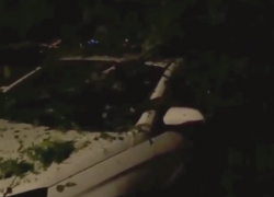 Упавшее в Ростове дерево раздавило шесть автомобилей