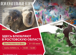 Участвуем в Днях Ростова-на-Дону, посещаем экскурсию по Публичке и кормим слонов: куда пойти в Ростове