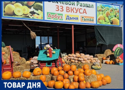 ТОВАР ДНЯ: Тыква в подарок на тыквенной ферме Андраника Срапионяна 