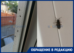 Массовое нашествие клопов началось в центре Ростова