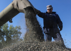 В Ростовской области аграрии «кричат о катастрофе» из-за переизбытка подсолнечника