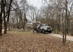 В Ростове в парке Чуковского началась массовая вырубка деревьев