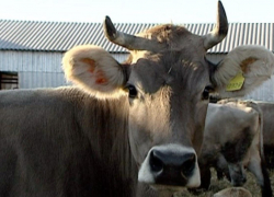 Молочная продукция из Ростовской области продолжает поступать в Абхазию 