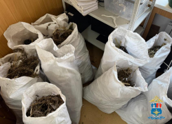 В Ростовской области задержали мужчину с более чем 70 килограммами каннабиса