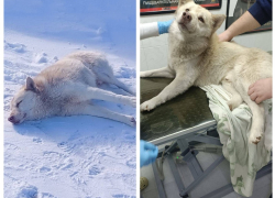 Нелюди: волонтеры рассказали, как спасают подстреленного и брошенного на морозе пса