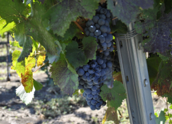 Производство винодельческой продукции на Дону выросло почти на треть