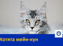 Продаются котята мейн-кун