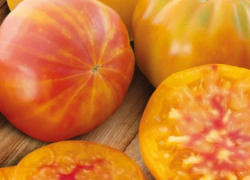 Томат Еллоуcтоун F1 – суперурожайный «мясной» помидор-трудяга