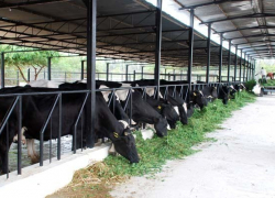  Животноводство Ростовской области поддержат из федерального бюджета