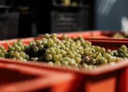 Что такое донское виноделие: рассказываем про семейный бизнес и гастрономический туризм