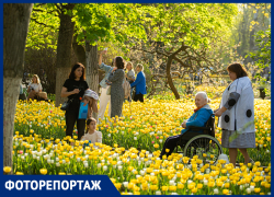 Весна в Ростове: покажем самые красивые уголки города с сотнями тюльпанов
