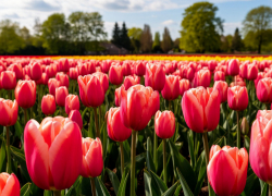 От гвоздик до хризантем: Ростовская область приняла крупную партию зарубежных цветов