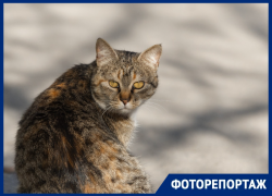В Ростове коты холеные, мордатые, мартовские: показываем хвостатых и мордатых