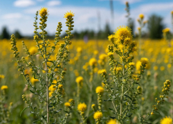 Очаг карантинной повилики нашли в Ростовской области 