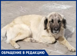 В Ростове почти два месяца ищут крупную и пугливую собаку Джесси