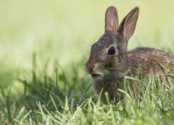 Закрывается сезон охоты на зайца-русака в Ростовской области 
