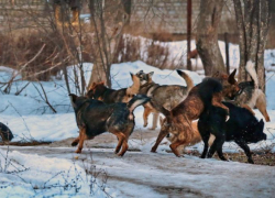 В Батайске осудили охранника, который застрелил коллегу при попытке разогнать собак