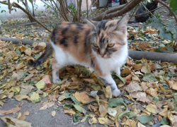 В Батайске беременную кошку выбросили на улицу