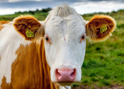 Молочка из ростовских магазинов пришлась по вкусу в Эмиратах  