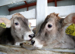 После скандала с болезнями скота в Сибири донские власти надеются на вакцинацию 