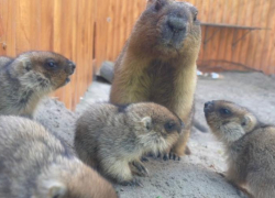 В Ростовском зоопарке сделали бесплатный вход для многодетных семей