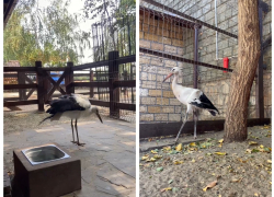 В парке «Лога» спасли выброшенного из гнезда аистенка