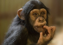 В Ростов из Челябинска приехала малышка-шимпанзе