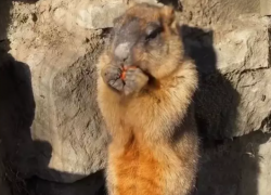 В парке «Малинки» в Ростовской области сурки проснулись от зимней спячки