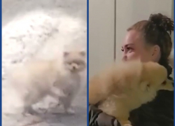 Глупый, но хорошенький шпиц потерялся на трассе М-4 «Дон»