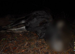 В Ростовской области браконьер получил 8 месяцев исправительных работ за убийство лося