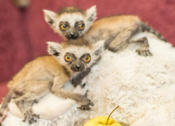В Ростовском зоопарке показали малышей лемуров
