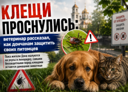 Клещи проснулись: ветеринар рассказал, как дончанам защитить своих питомцев