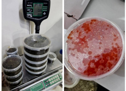 На Дону пресечена незаконная торговля красной и черной икрой