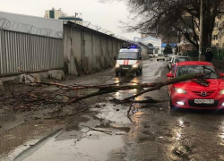 Из-за сильного ветра в Ростове массово попадали деревья