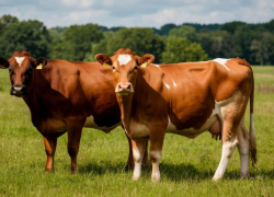 Вспышка бруцеллеза у скота зафиксирована в Ростовской области 