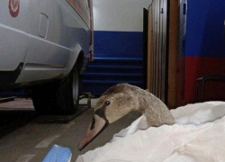 Моряки спасли лебедя, который прибился к борту корабля и оказался в беде