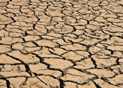 Эксперт рассказал, что плодовые деревья и озимые пострадали от засухи в Ростовской области