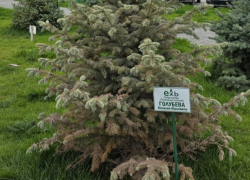 Именное дерево экс-губернатора Голубева засохло через год в Белой Калитве