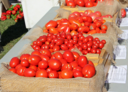 Помидоры снова будут вкусными, но только через пару лет