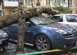 В Ростове старое дерево упало на пять автомобилей