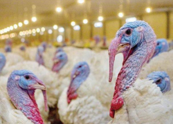 «Евродон» перешел под контроль Россельхозбанка