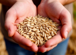 Экспорт агропродукции из Ростовской области в начале 2026 года превысил 520 тысяч тонн