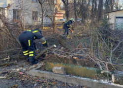 Сильный ветер повалил девять аварийных деревьев в разных районах Ростова