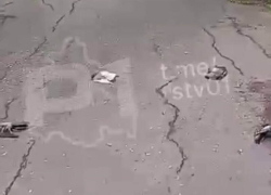 «Их отравили»: голуби массово падают с деревьев на Ларина в Ростове