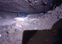 В Ростове-на-Дону спасатели вытащили собаку из коллектора