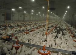 Компания «Белая птица» обеспечит импортозамещение яиц на Дону