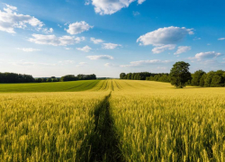 В Ростовской области режим ЧС из-за гибели урожая получит федеральный статус